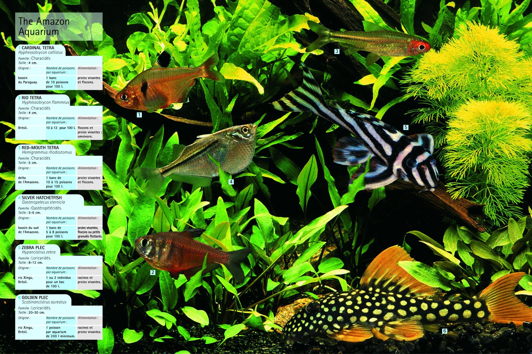 Aquariums: The Complete Guide to Freshwater and Saltwater Aquariums