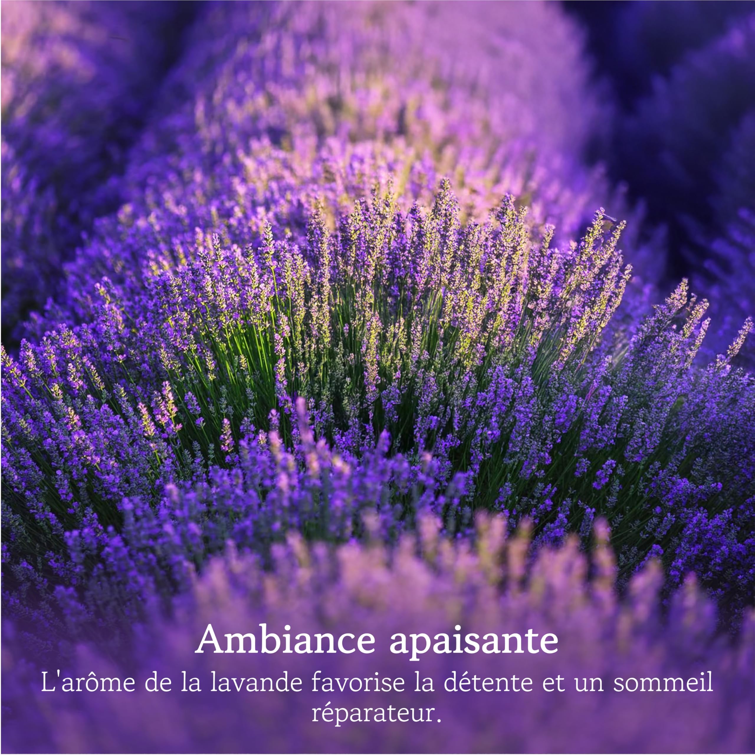 LAVODIA Sachets Parfumés Lavande - 20 Sachets de 6 g pour Armoire, Linge et Placard - Désodorisant Lavande Séchée pour Maison et Voiture - Parfum pour Une Fraîcheur Apaisante et Longue Durée