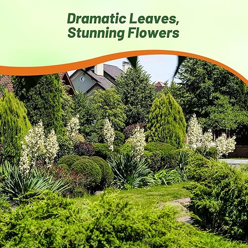 Miniatura 6 de Outsidepride Sempervivum Montanum para gallinas y pollos perennes tolerantes a la sequía, semillas de plantas  500 semillas