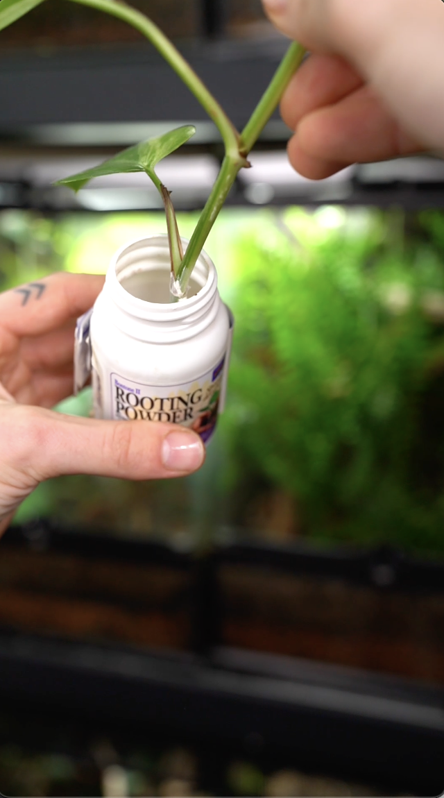 Watch Infinite Plant Hack Using Rooting Hormone Reptiles Plants On Photo Inspiration