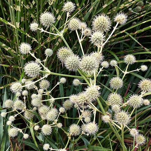 Miniatura 4 de Outsidepride Eryngium Rattlesnake Master Garden - Flores cortadas para arreglos florales secos - 100 semillas