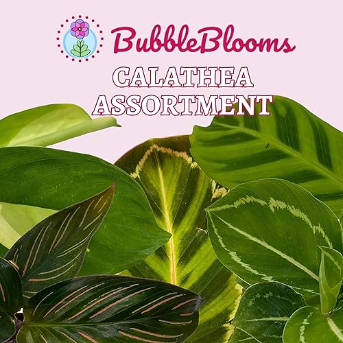 Miniatura 2 de BubbleBlooms Calathea - Juego surtido de macetas de 2 pulgadas, 5 plantas de oración diferentes, apto para mascotas con poca luz