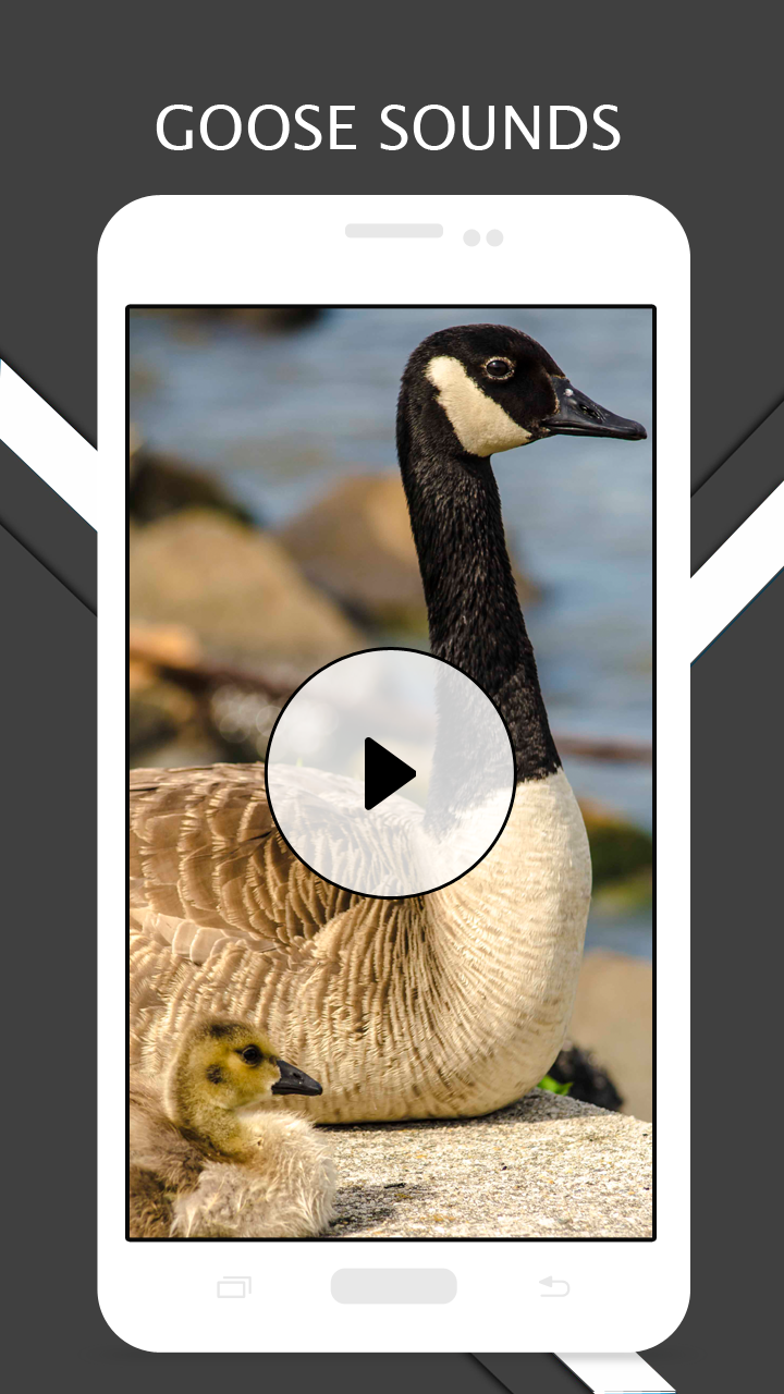 Goose Sounds And for Android