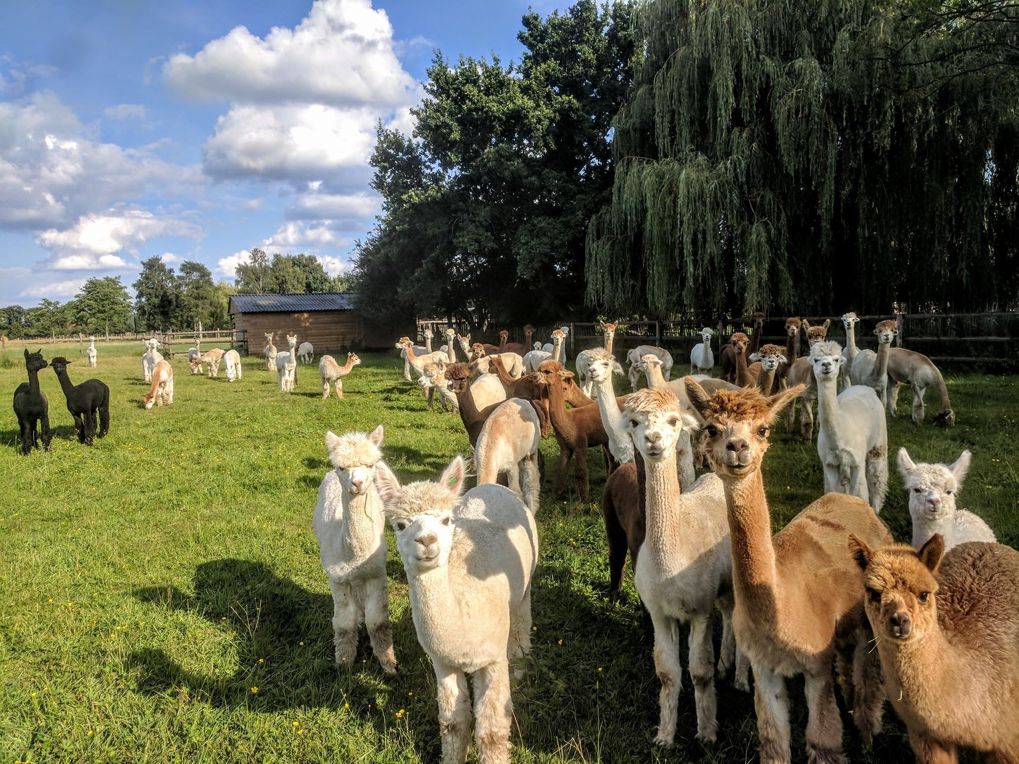 Baisc Line Cuscino In Lana Di Alpaca Con Imbottitura In Fibre Elastiche, 80x80 Cm, Regolazione Termica Naturale, Prodotto In Germania