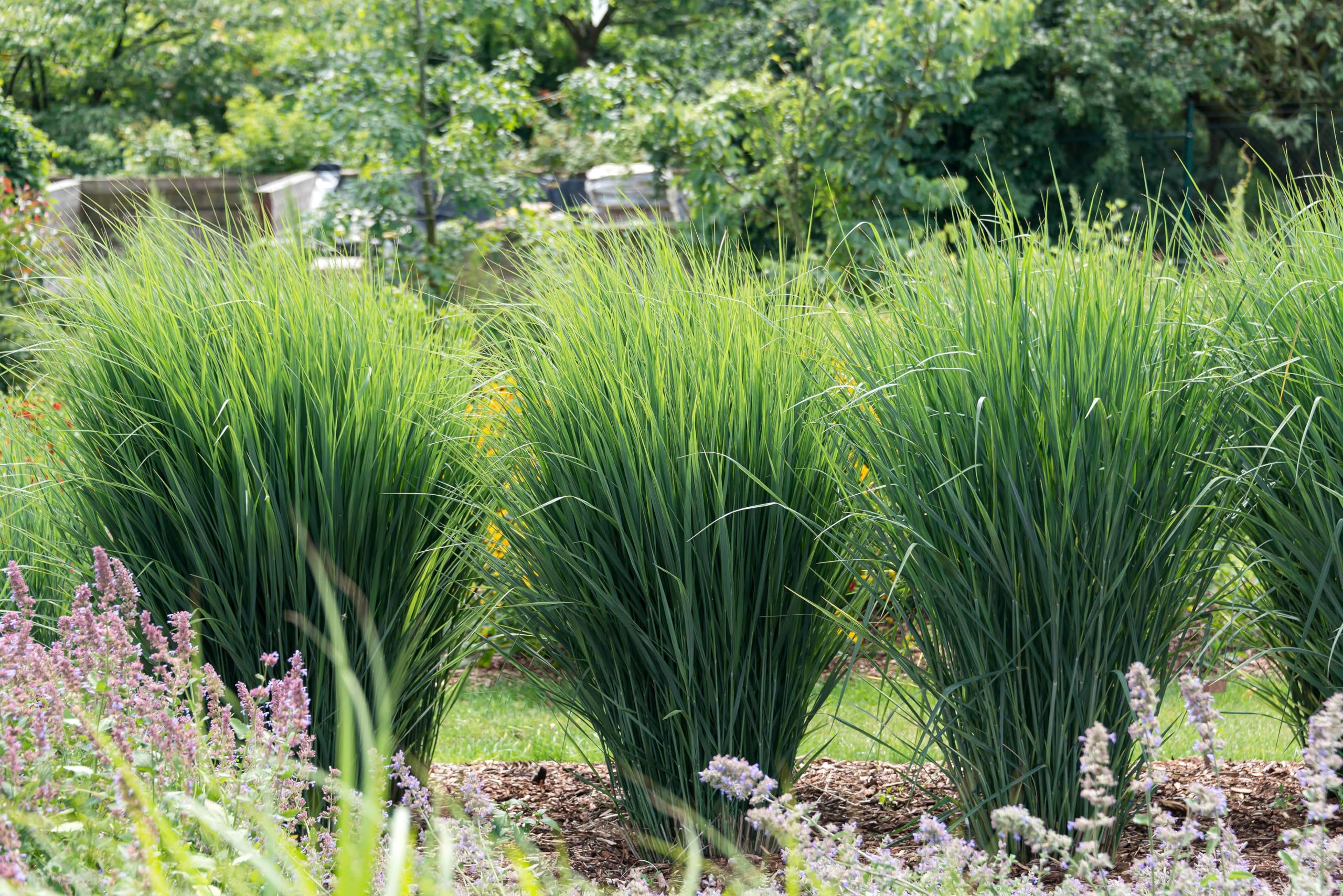 Stauden Gänge 3 x Panicum virgatum 'Northwind' im 1 Liter Topf (Ziergras/Gräser/Winterhart/Mehrjährig/Staude) Reisen Rutenhirse - TOP SORTE/EXTREM AUFRECHT - Perfekt für als Sichtschutz