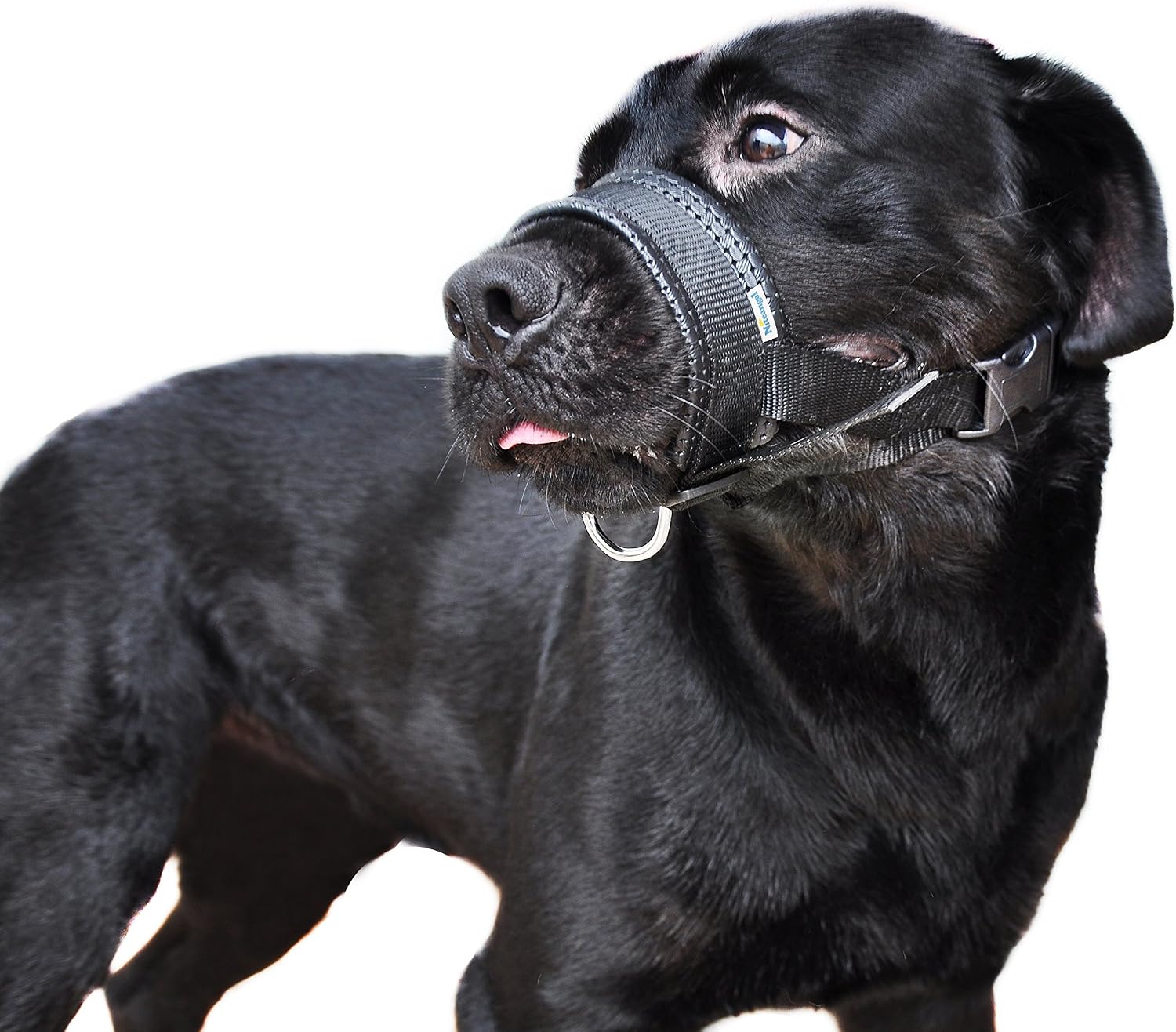 Niteangel Quick Fit Nylon Dog Muzzle, Adjustable Loop (L & XL, Black)