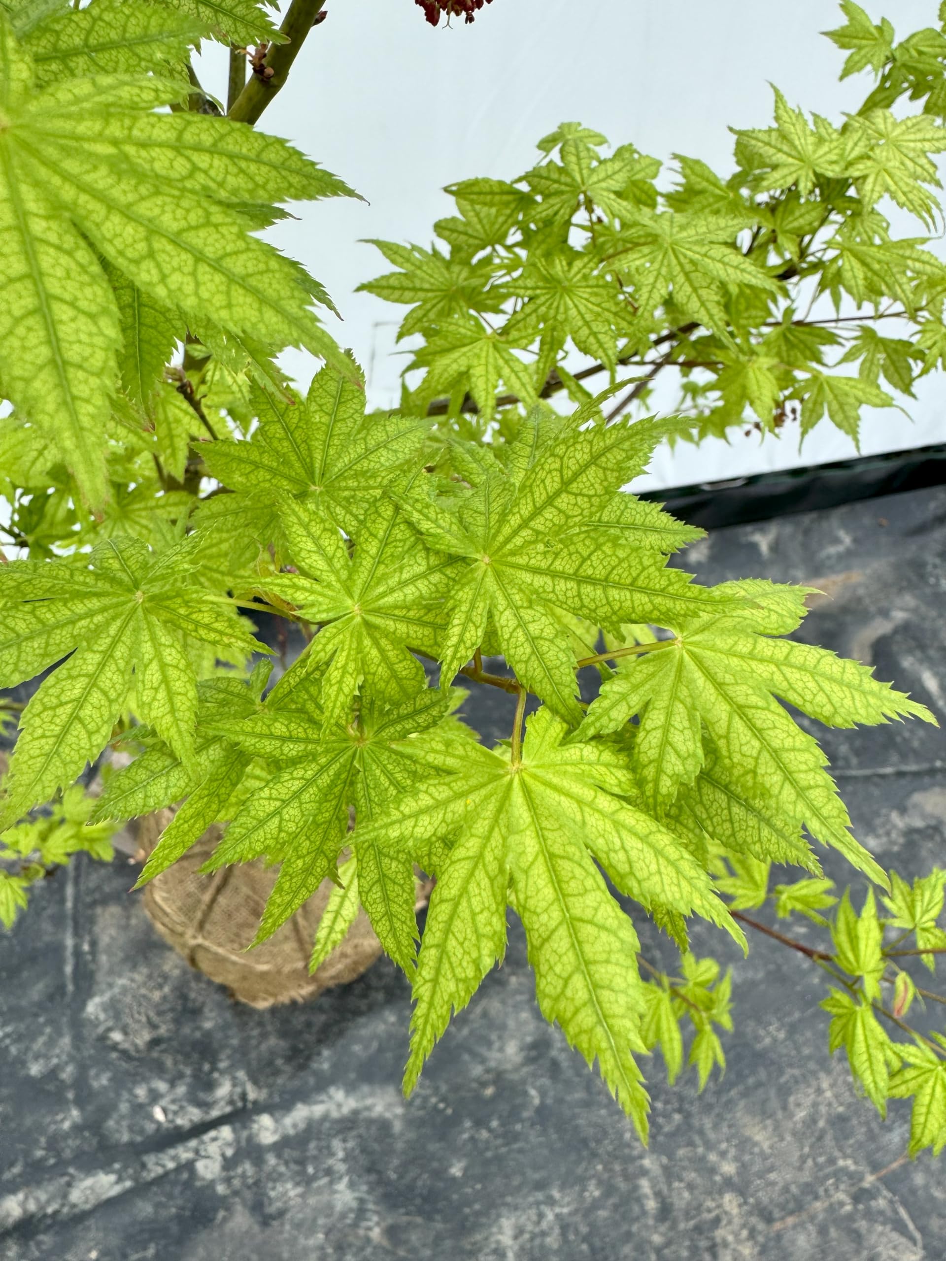 Amazon.co.jp: 『植木/庭木/苗木』紅葉(モミジ)鴫立沢