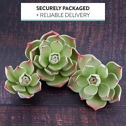 Miniatura 4 de Global Sugart Art Succulents Parva Surtido de flores de pastel de azúcar, 3 unidades por el chef Alan Tetreault