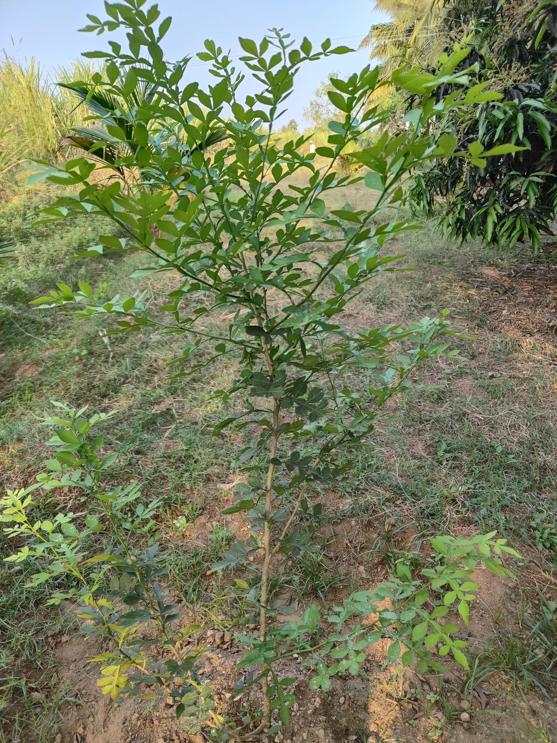 MORINGA INTERNATIONAL - MAHA VILVAM LIVE PLANT WITH 9 TO 13 LEAVES (B0CKC15R69) Amazon Price History, Amazon Price Tracker