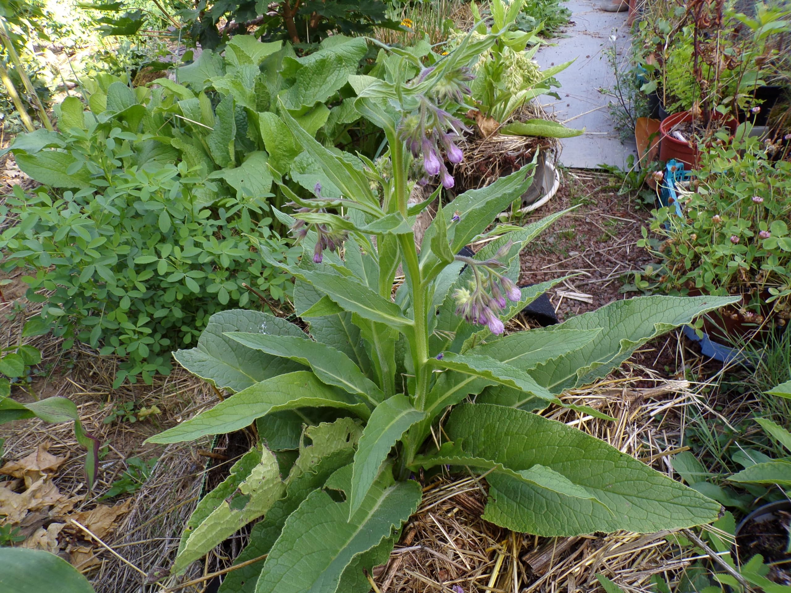 Żywokost NT - Symphytum Officinale (zielony nawóz) SEM14