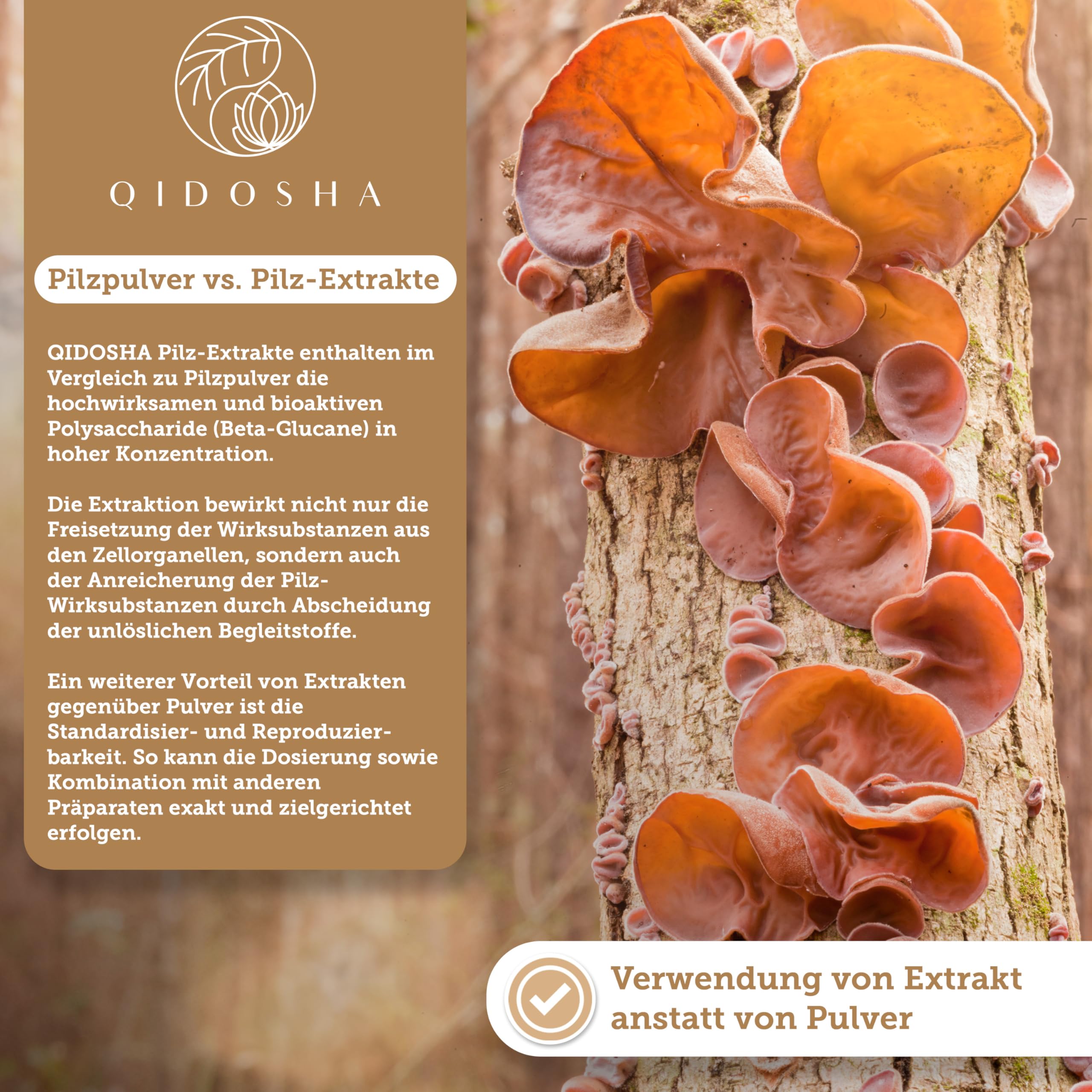 QIDOSHA® Auricularia 40:1 Extrakt Kapseln, 180 Stk im Apothekerglas, hochreiner Auricularia Extrakt mit 500mg je Kapsel, davon 50% Pilz-Polysaccharide, 20% Beta-Glucane, Judasohr Kapseln