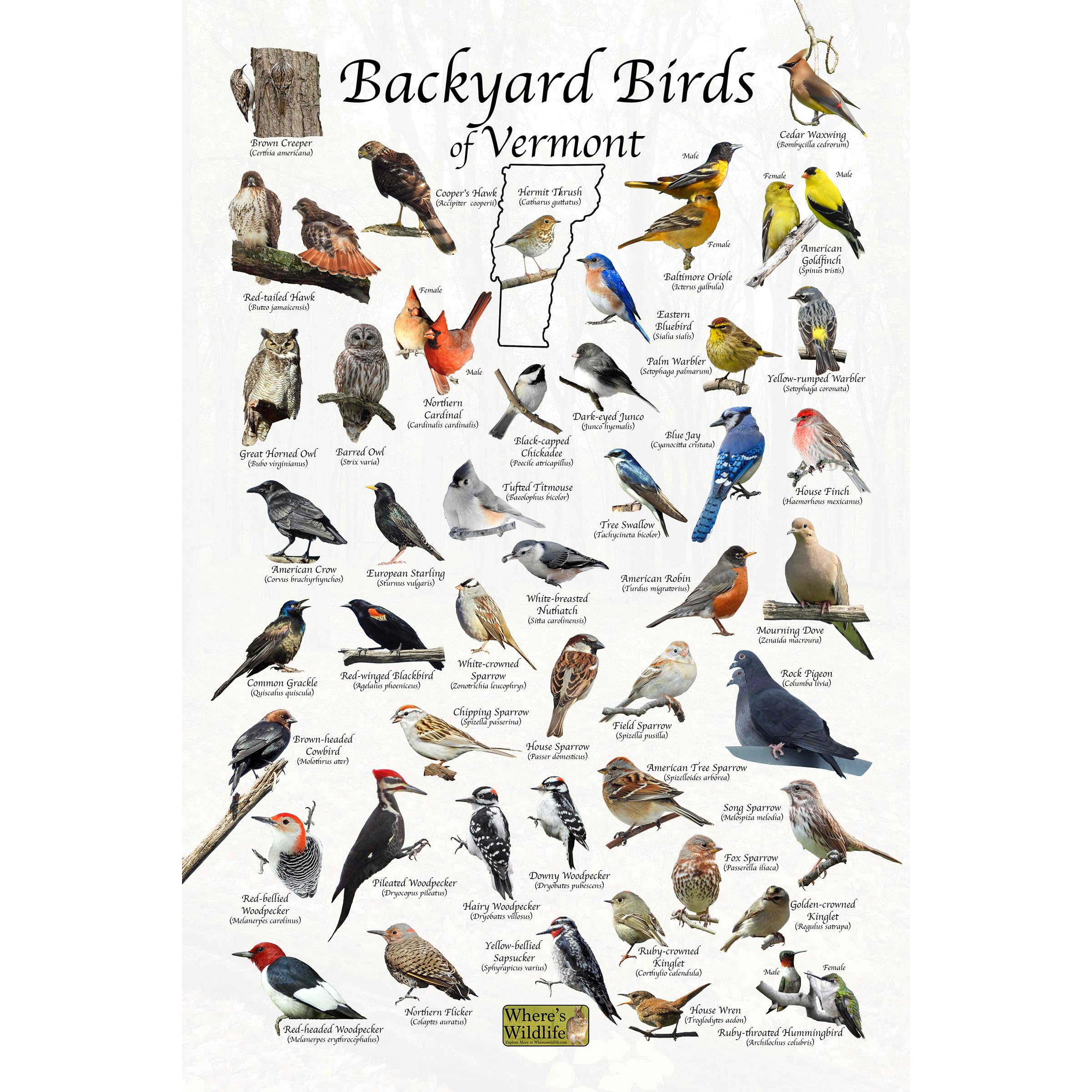 Where's Wildlife Backyard Birds of Vermont - Laminated Bird Identification Poster Chart (20" x 30")