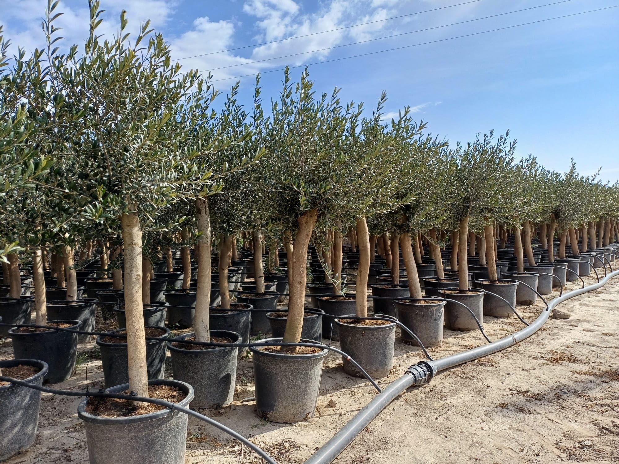 Olea Lechin - Oliva Ulivi ''30 anni'', 190 cm, qualità A+, resistente all'inverno