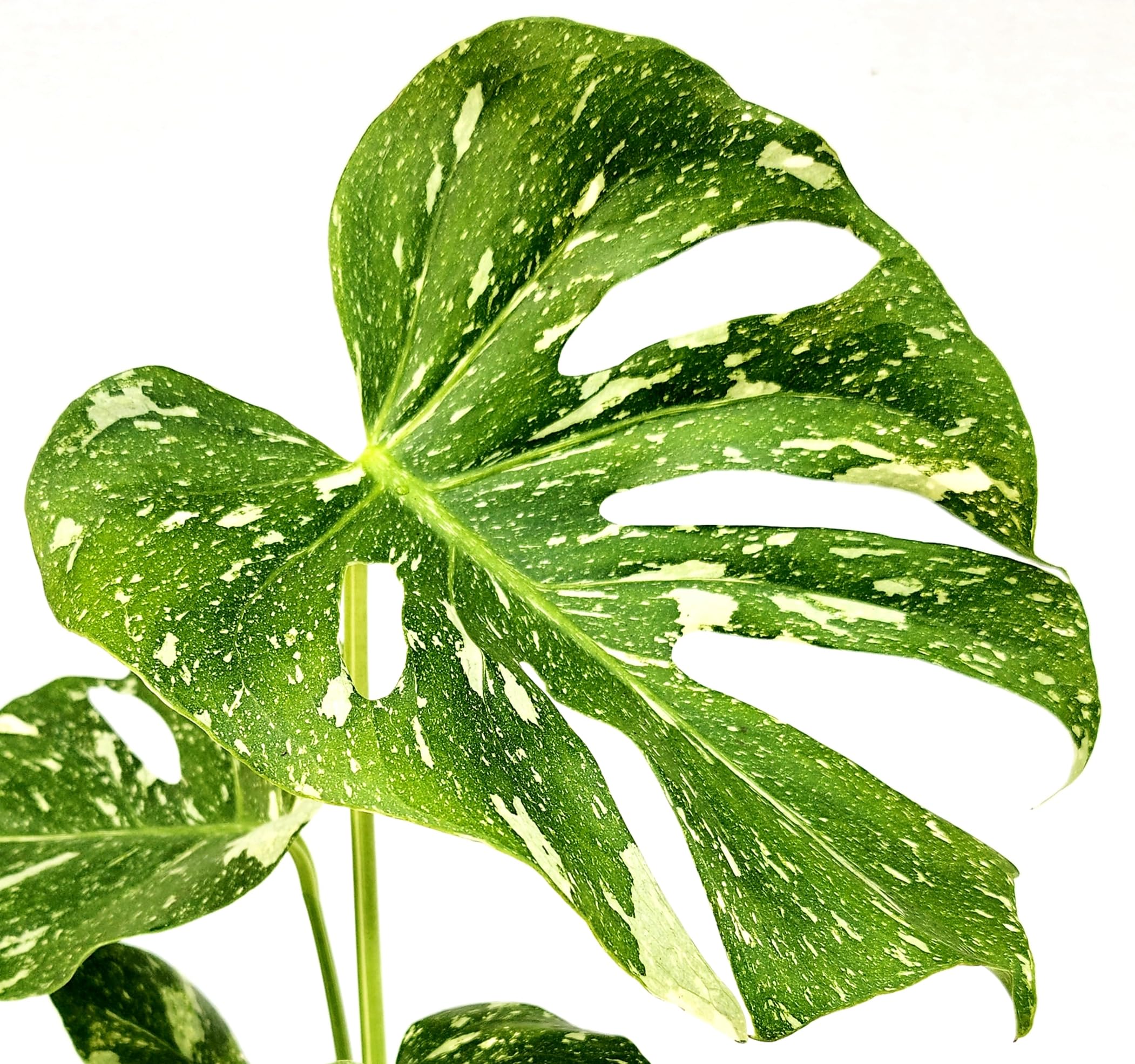 POWERS TO FLOWERS - PHYLODENDRON PERTUSUM, MONSTERA DELICIOSA VARIEGATA, THAI COSTELLATION, IN VASO 12CM DIAMETRO, pianta vera