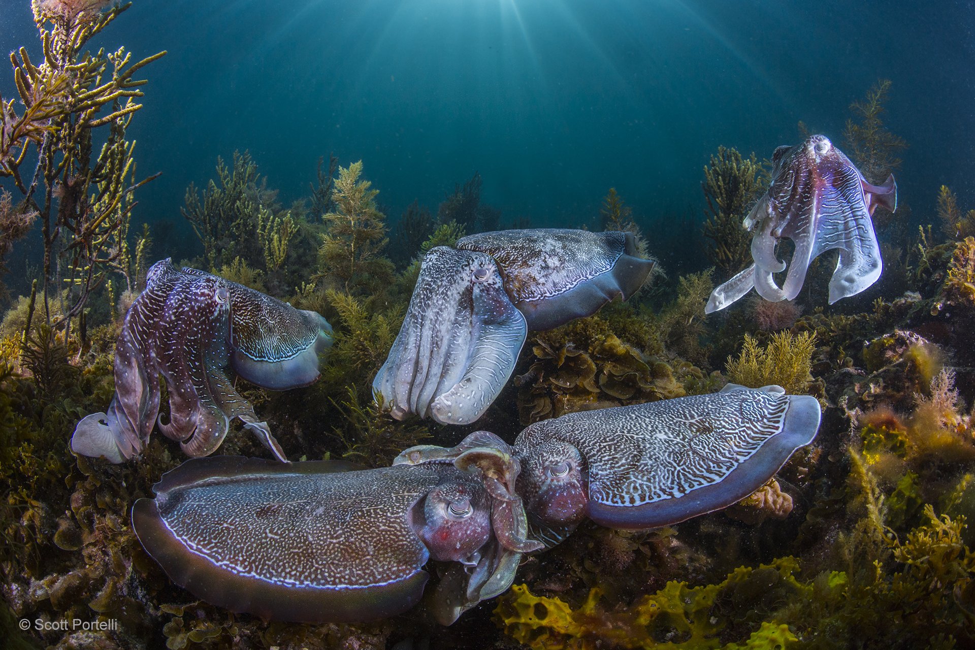 Wildlife photographer of the year 2016: Les plus belles photos de nature