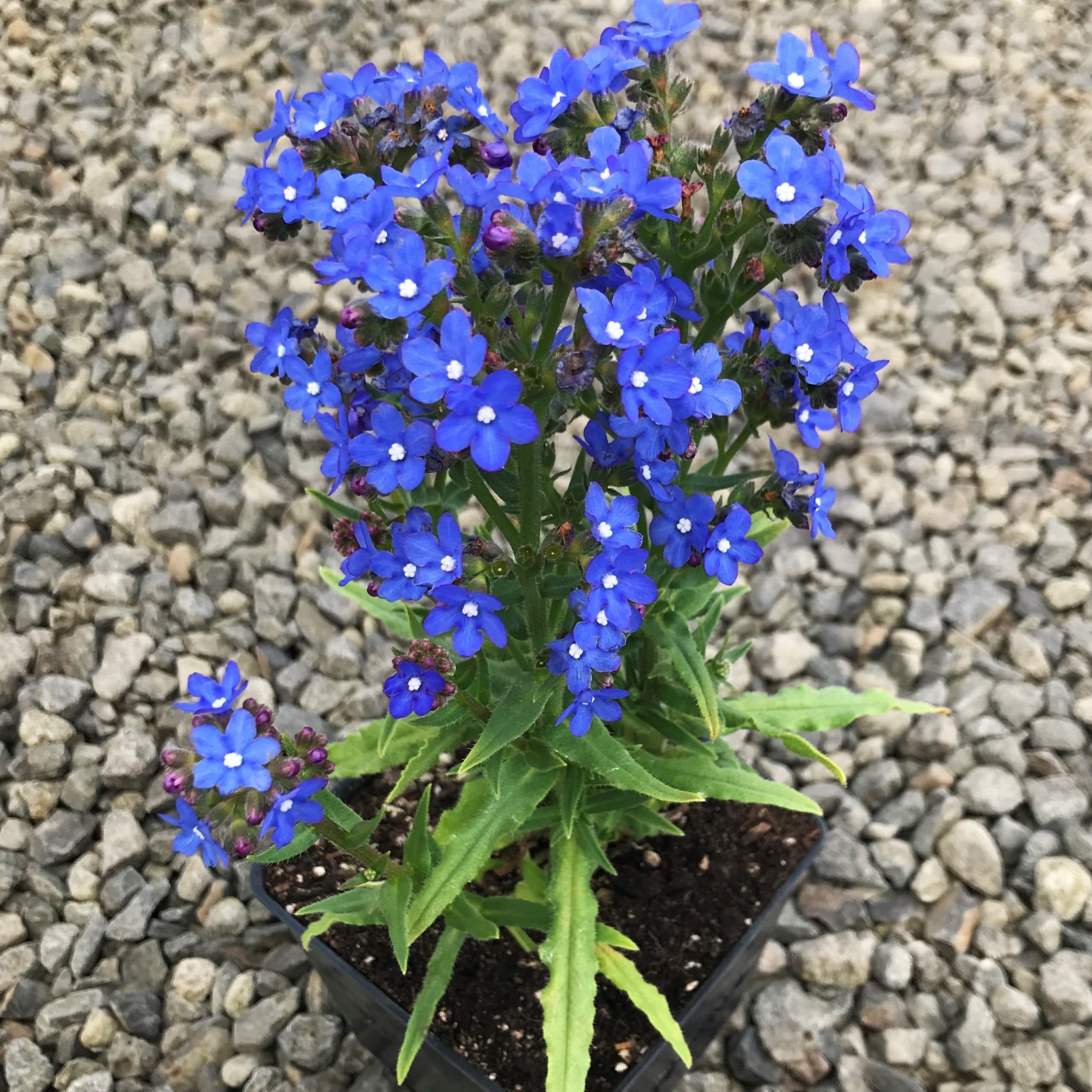 Anchusa capensis Cape Forget-Me-Not Flower Seeds- 30+ Seeds Pack (B0C5Y6PPDF) Amazon Price History, Amazon Price Tracker