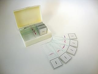 Prepared Slide, Ovary, Classpack of 15 Sides