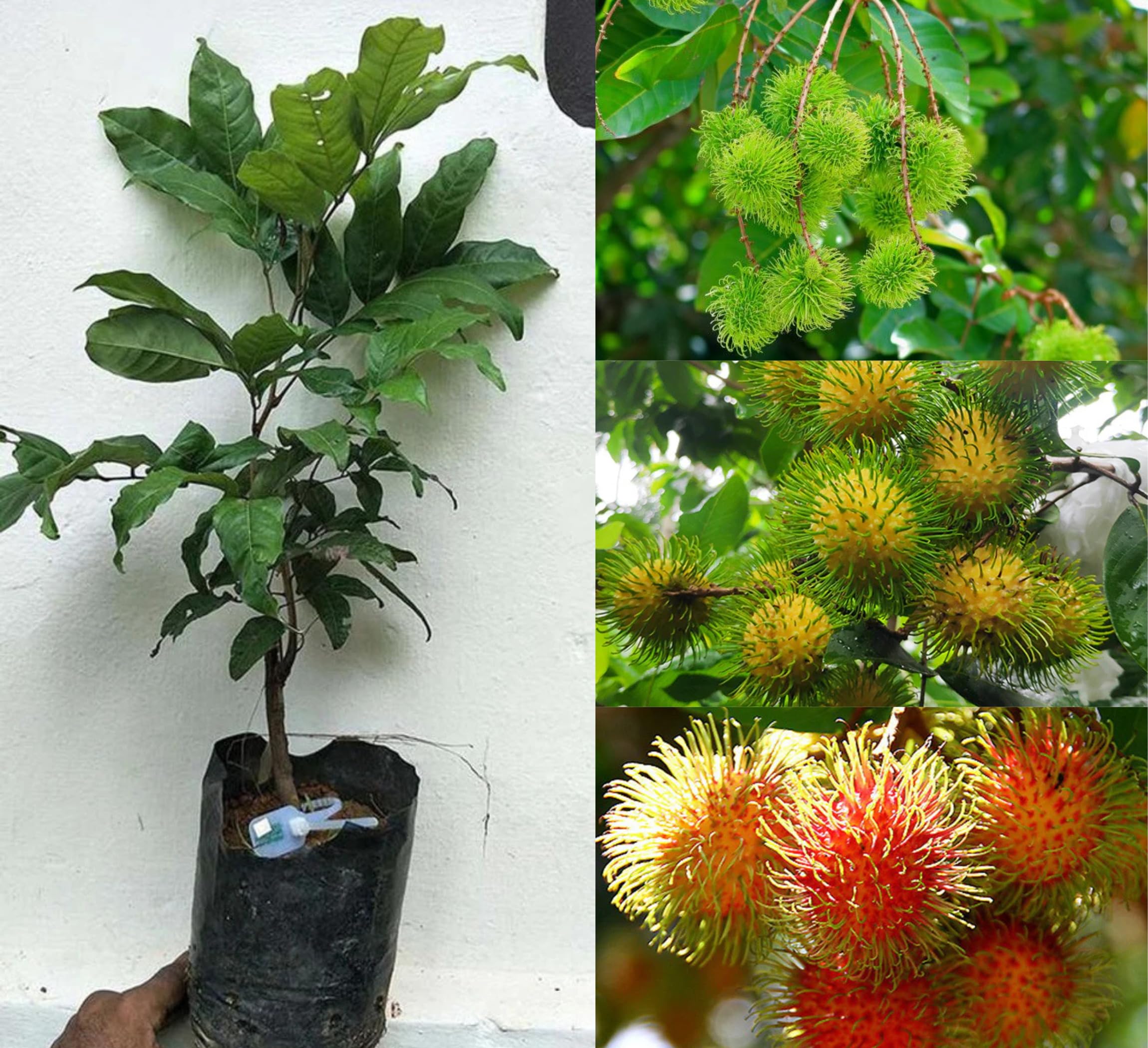 All Time Egg Fruit Plant - Live Grafted Tree -24