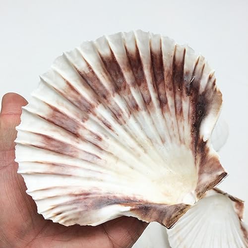Miniatura 3 de Conchas marinas Pepperlonely, vieiras de diferentes tamaños