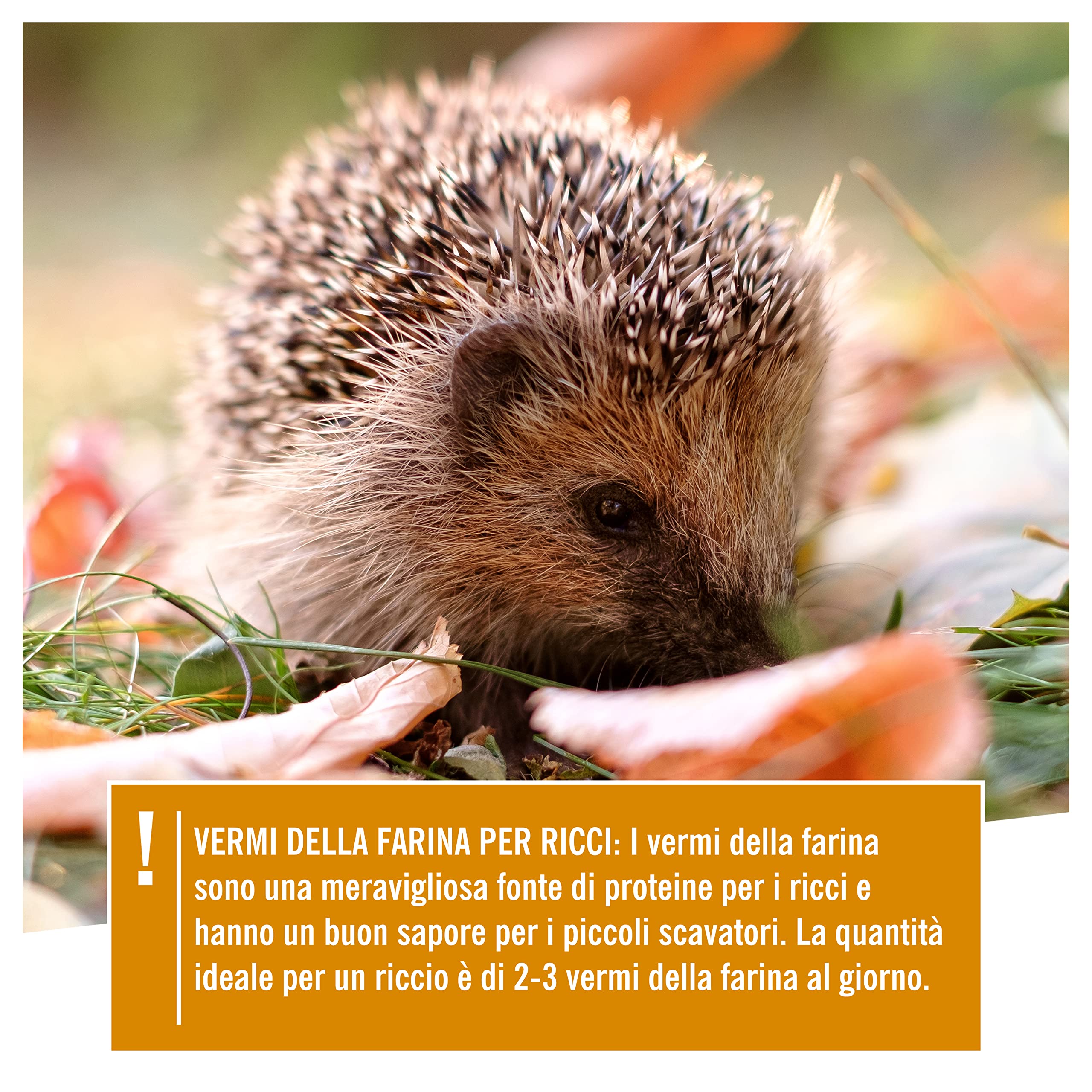 Cuore Di Animali Selvatici Noble Vermi Della Farina Essiccati 5 Litri per Uccelli e Ricci - 800 g Becchime
