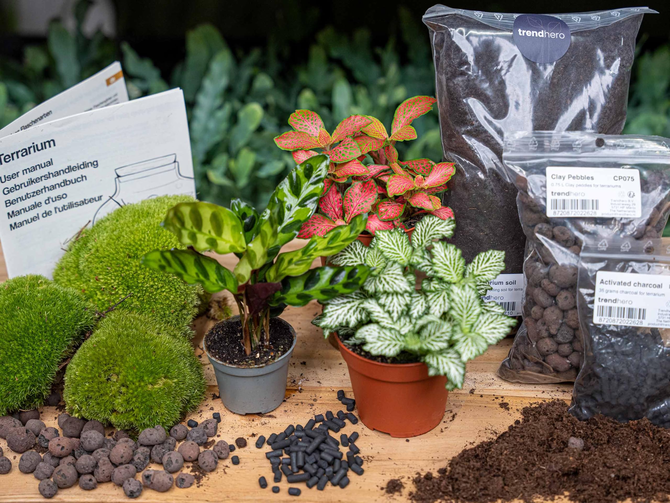 urbanjngl - Calathea Lancifolia Terrarium Start- & Nachfüllpaket – 3 Terrarienpflanzen für DIY-Projekte – Ideal für Pflanzenliebhaber und kreative Gestaltung