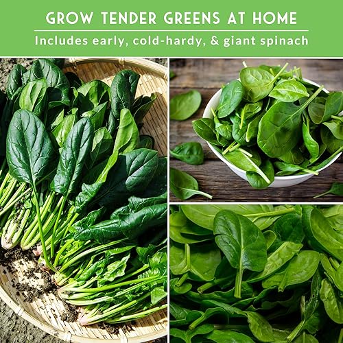 Miniatura 5 de Survival Garden Seeds Colección de semillas de espinaca – 3 paquetes de semillas con instrucciones de cultivo – Viroflay, Noble, Bloomsdale Spinach