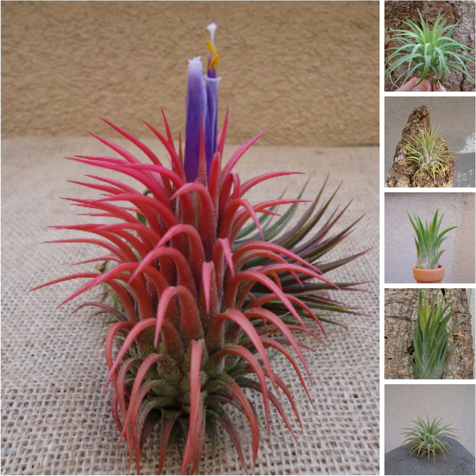 5 Pack Assorted Tillandsia Ionantha Air Plants