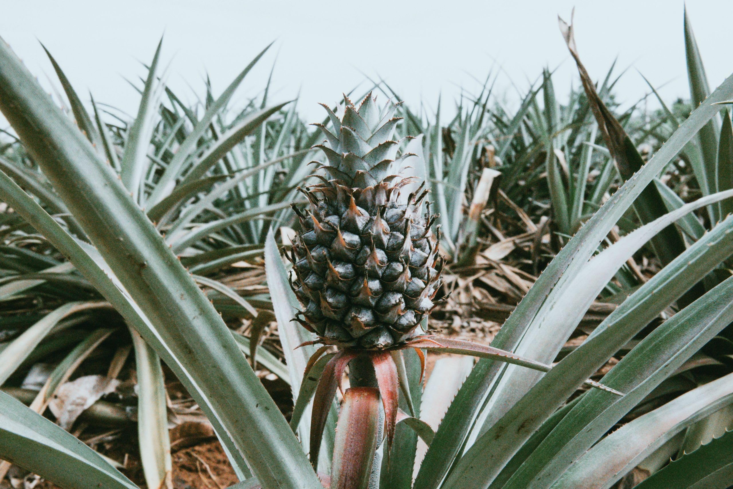 Pineapple Plants (5 Plants) (B0CSZ3BKCX) Amazon Price History, Amazon Price Tracker
