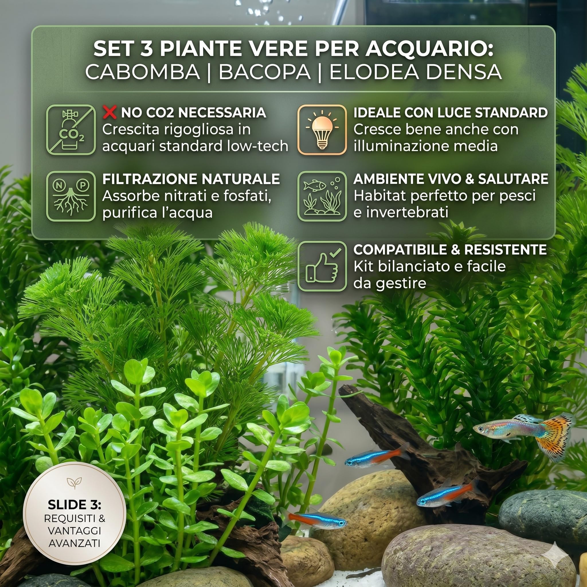 Set 3 Piante Vere Acquario Cabomba Bacopa Elodea Densa Kit Piante Vive Acqua Dolce Facili da Coltivare