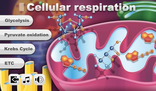 FCS - Cellular Respiration