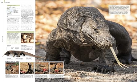 Animal: The Definitive Visual Guide (DK Definitive Visual Encyclopedias)
