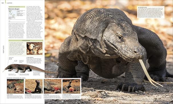 Animal: The Definitive Visual Guide (DK Definitive Visual Encyclopedias)