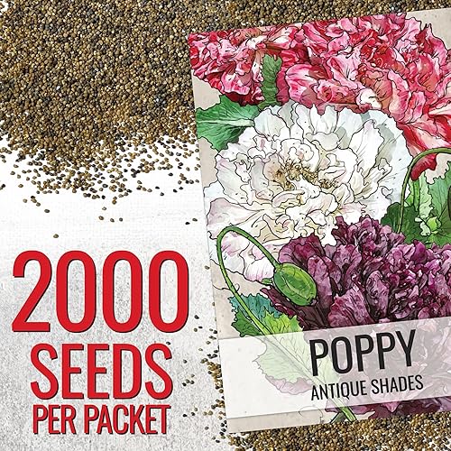 Miniatura 2 de Seed Needs, Antique Shades - Semillas de peonía y amapola  5,000 semillas de reliquia para plantar papaver paeoniflorum  Atrae mariposas y otros