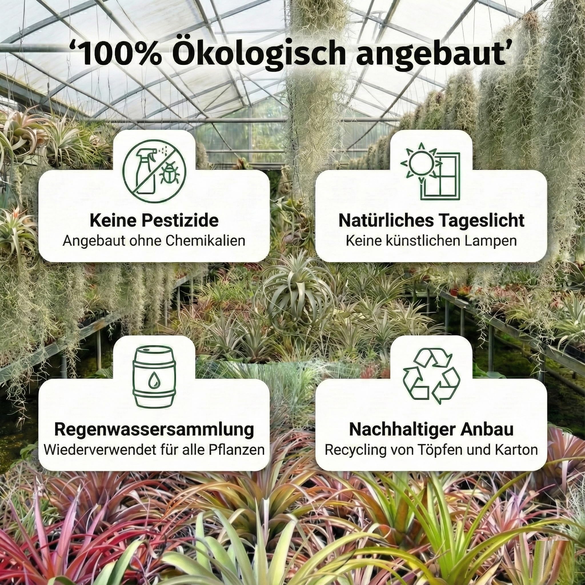 Vdvelde․com - Tillandsien Deko Set - 10 Echte Luftpflanzen Air Plants - Inkl. Pflanzspray 125 ml - Pflegeleicht - Ideal für Terrarium, Wohnzimmer, Büro & Urban Jungle