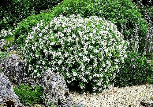 Miniatura 2 de Gardenia Radicans Dwarf  10 plantas vivas  Arbusto floreciente fragante  Gardenia Jasminoides Cape Jasmine