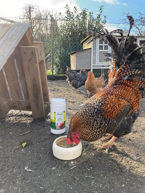 Foto 3 de 6 de HÜHNER Land Vitalkraft para pollos y aves de corral, 1,2 kg, alimento complementario para pollos, minerales