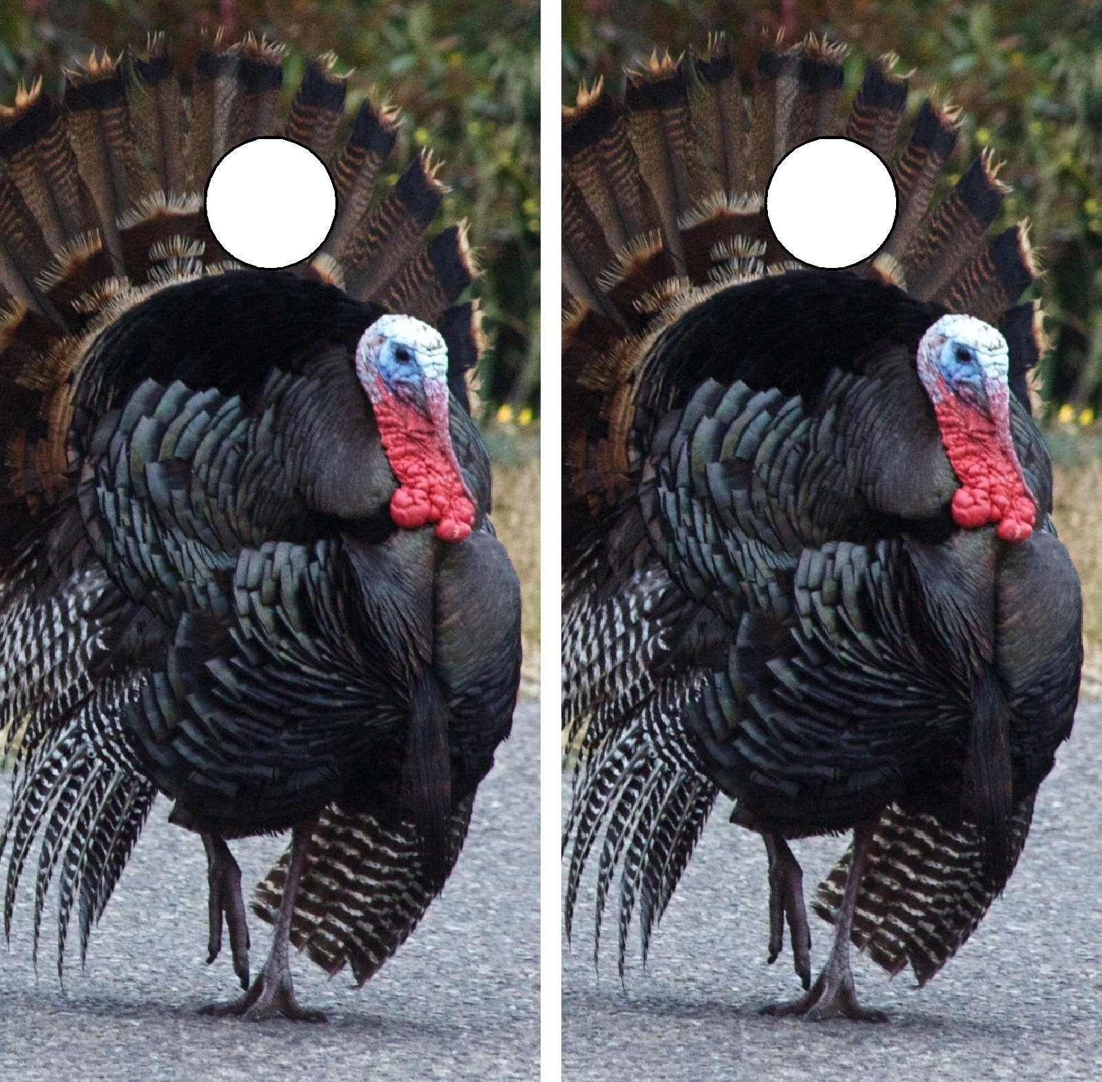 C227 Turkey Hunting Cornhole WRAP Wraps Laminated Board Boards Decal Set Decals Vinyl Sticker Stickers Bean Bag Game Vinyl Graphic Tint Image