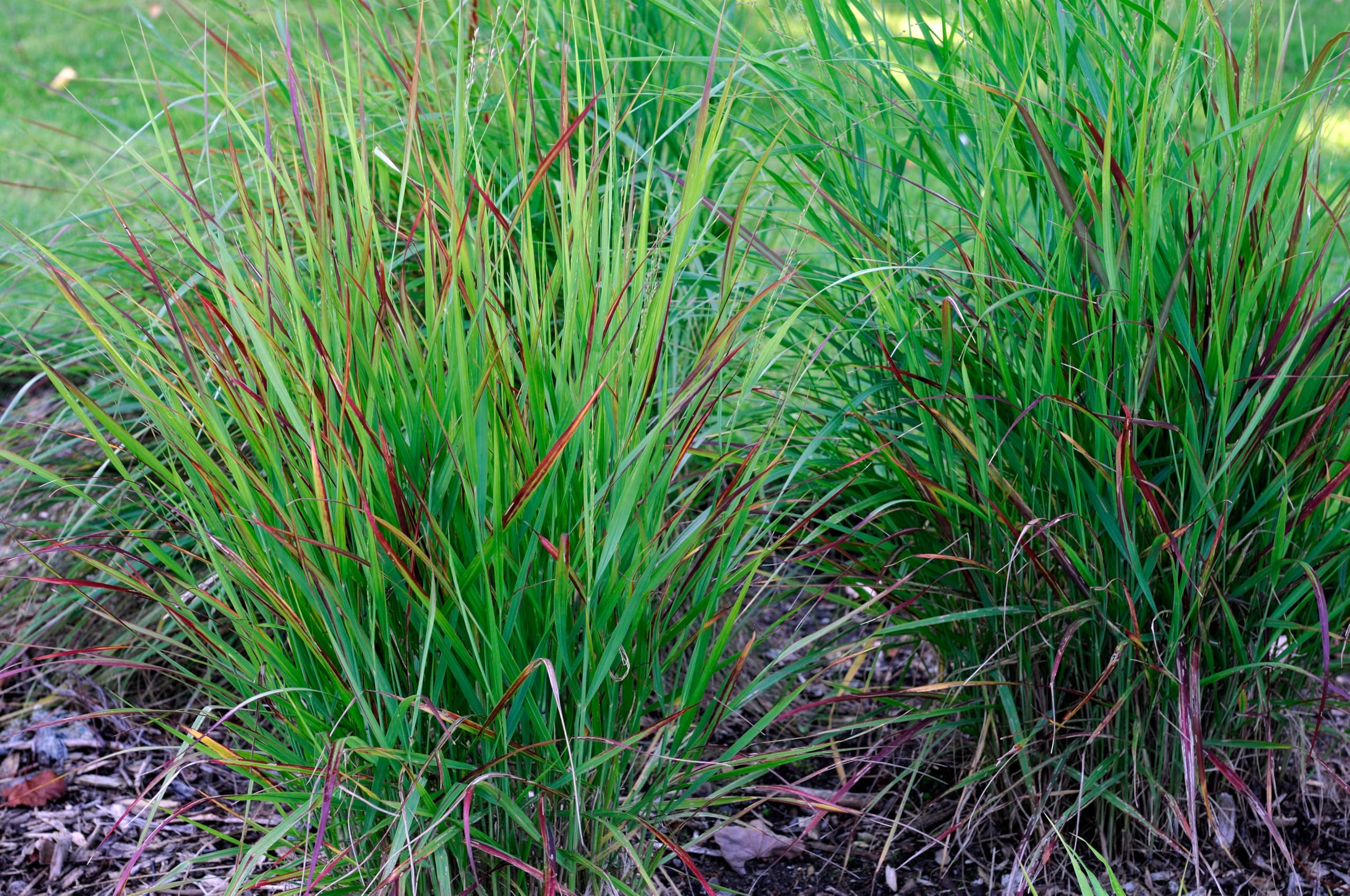 Stauden Gänge 10 x Panicum virgatum 'Rotstrahlbusch' Rote Rutenhirse | Rotes Ziergras für Sonne, Blüte August bis Oktober, mehrjährig, 1 L Topf (11x11 cm)