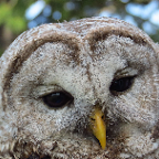 Birding with Gene