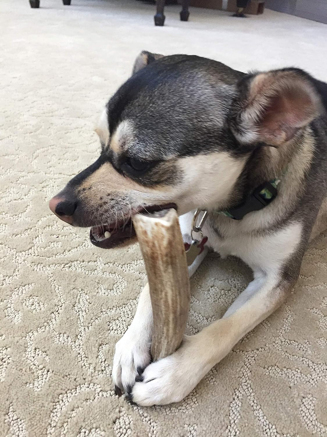 Perfect Pet Chews Deer Antler Dog Chew - Grade A, All Natural, Organic, and Long Lasting Treats - Made from Naturally Shed Antlers in The USA (D. Medium - Dog Weight 20–40 Lbs, 5 - Pack)