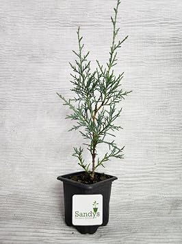 Arizona Cypress Tree Shrub, Cupressus arizonica Carolina Sapphire, 3 Inch Pot