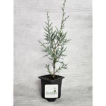 Arizona Cypress Tree Shrub, Cupressus arizonica Carolina Sapphire, 3 Inch Pot