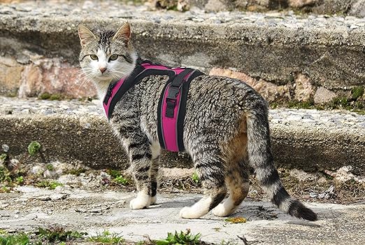 metpet walking jacket