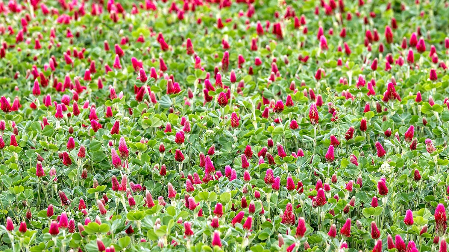 Hale Habitat & Seed Crimson Clover Food Plot Seed, 5 lbs