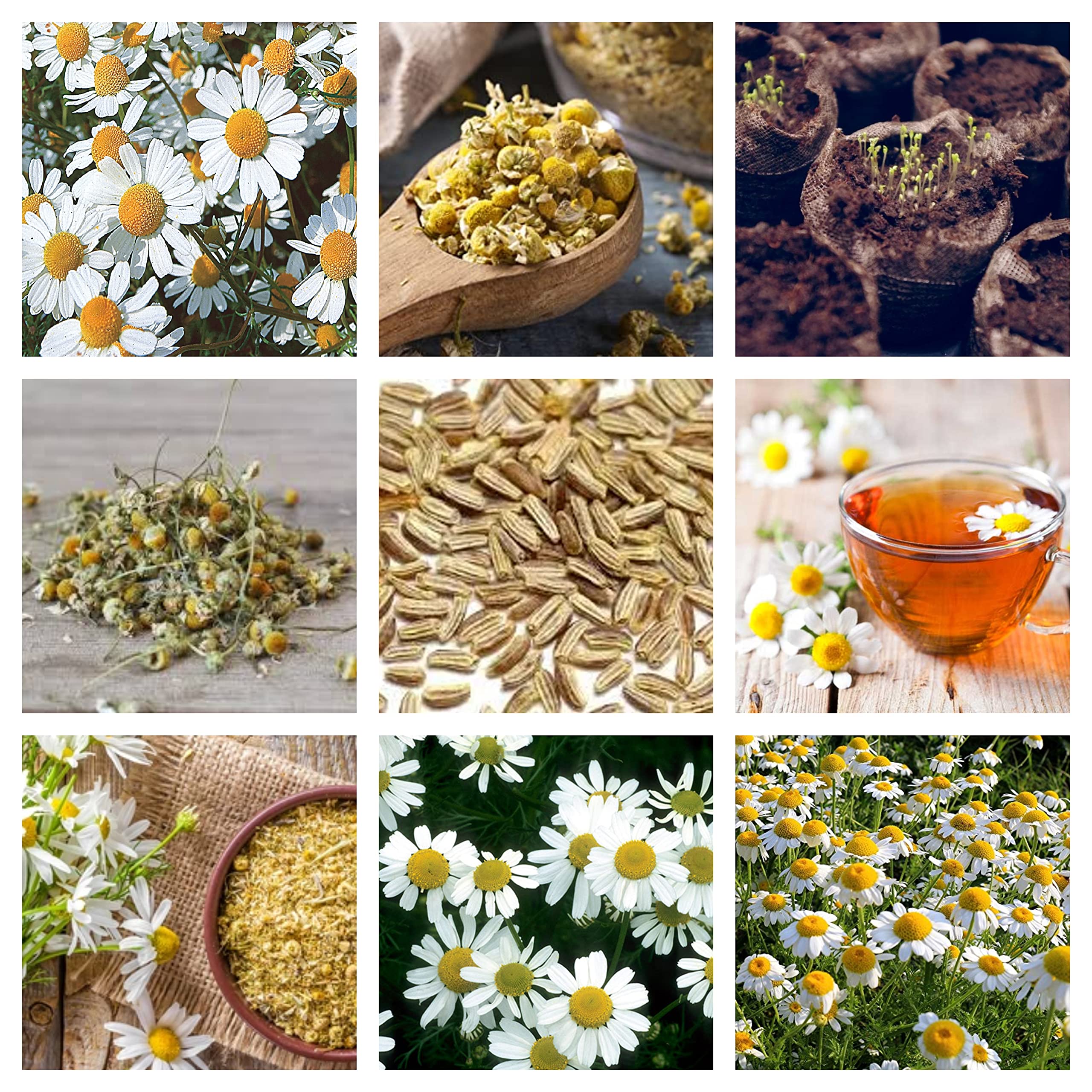 See full amazon price history chart for Seeds Basket Chamomile German Flower Seeds for Home Garden All Season (50 seeds) Seeds Basket Chamomile German Flower Seeds for Home Garden All Season (50 seeds) (B0BTXPL6H1) Amazon Price History, Amazon Price Tracker