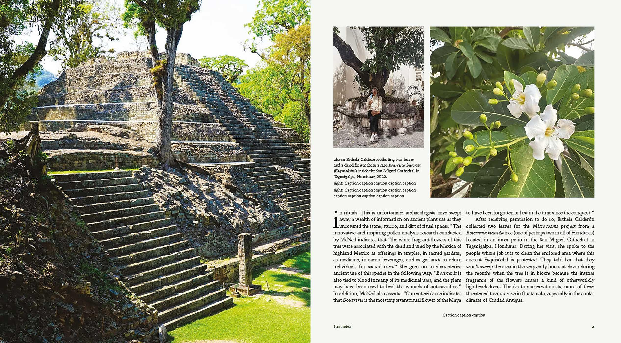 Microcosms: Sacred Plants of the Americas