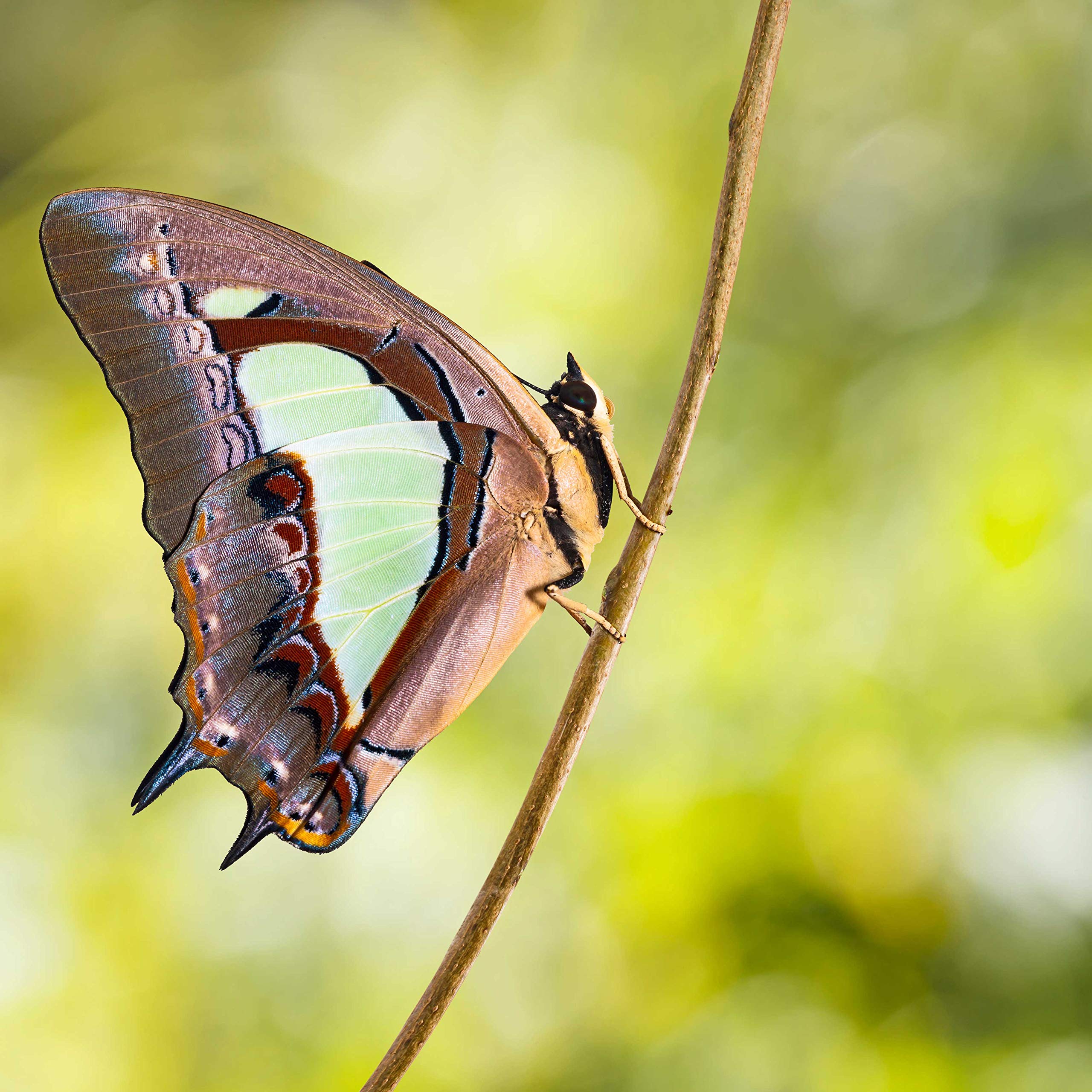 Amazon | 額入り 昆虫標本 蝶 コモン・ナワブ Common Nawab (Polyura