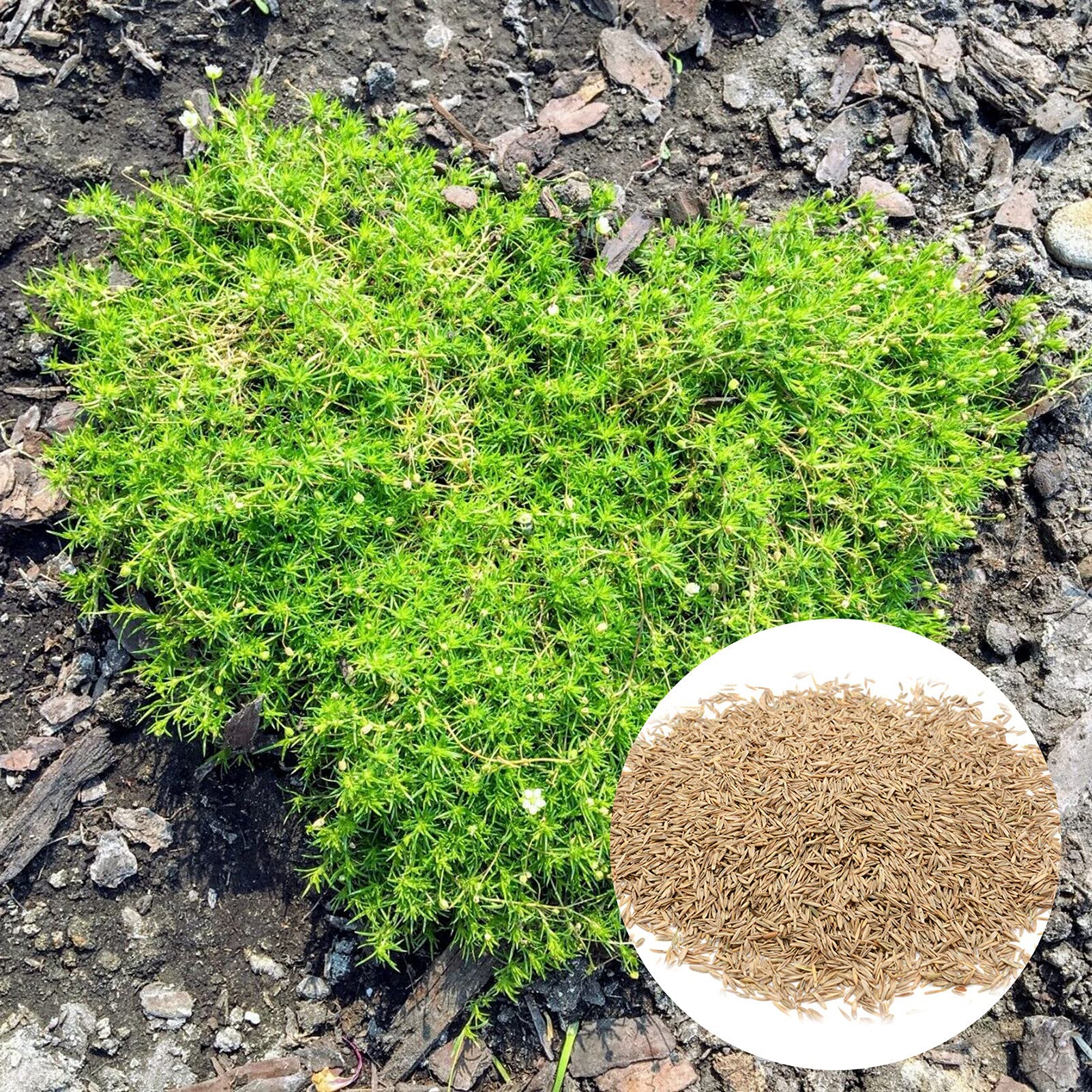 100Pcs Sagina Seeds Healthy Nutritious Special Moss Plant Sagina Subulata Seeds for Garden - Flower Seeds Vegetable Seeds Fruit Seeds Garden Plant Seeds for Planting