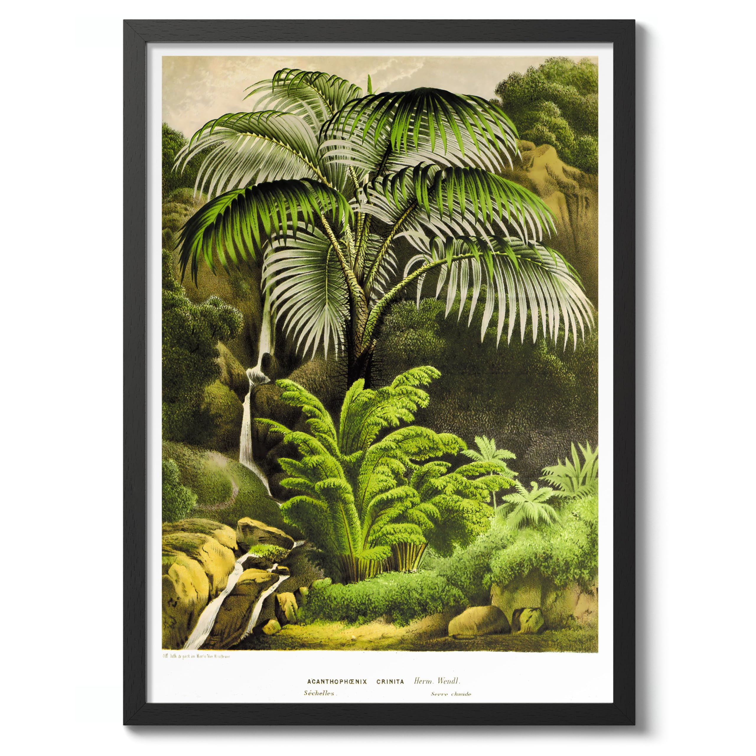 Acanthophoenix Crinita Vintage Botanical Tree Poster, Nature Home Decor Wall Art, Retro Encyclopedia Illustration, Archival Matte, A4 (Black Frame) - 29.7x21cm — image 1