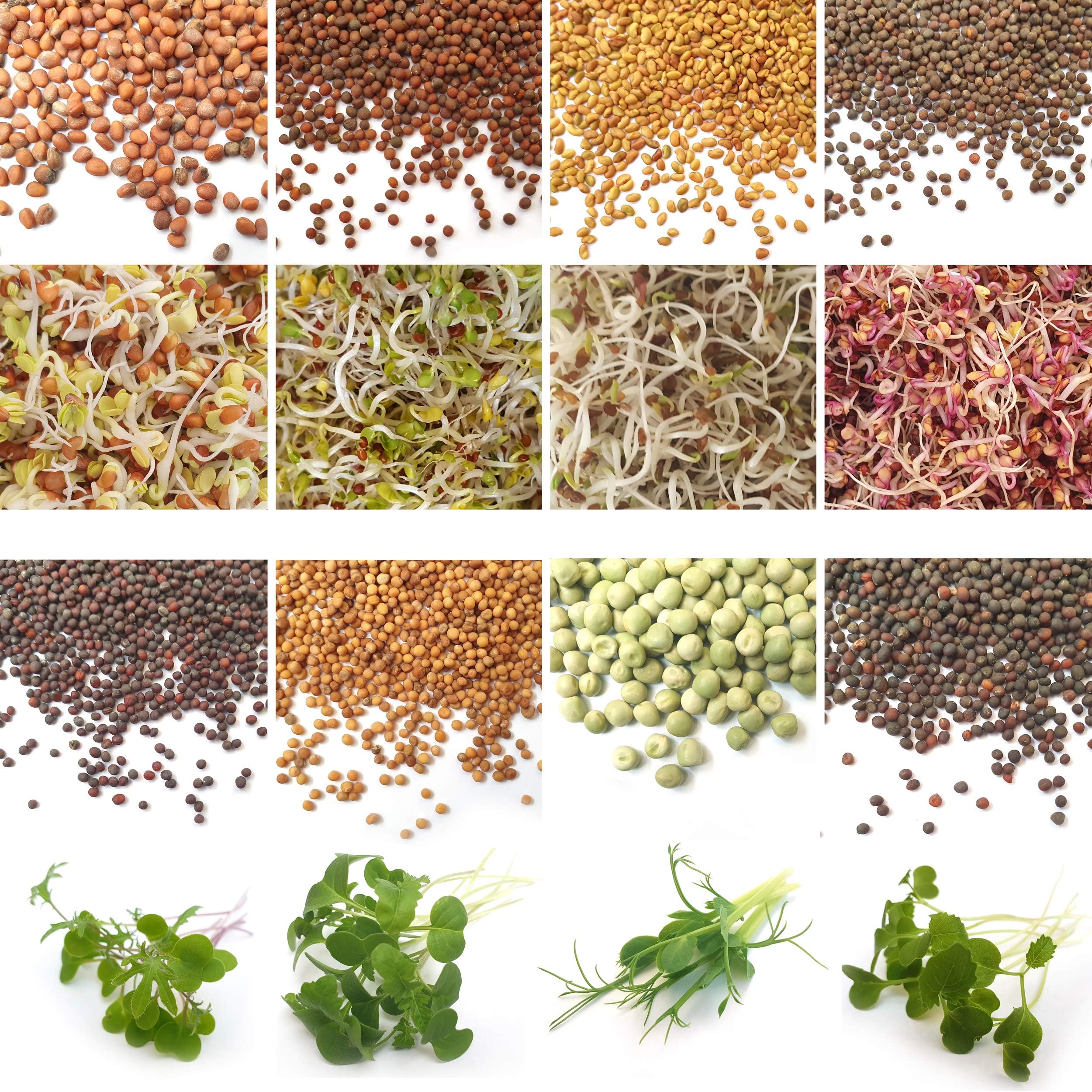 Organic Sprouting Microgreen Seeds 8 Variety Starter Packs (295g) - Broccoli, Alfalfa, Red Cabbage, Pea, Cress, Kale, Radish | High Germination to Sprouts & Microgreens